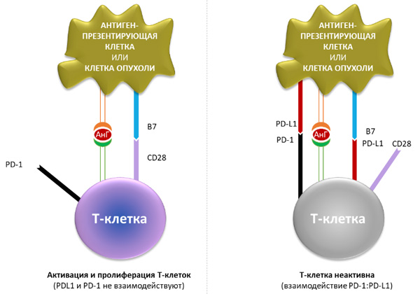 PD-1/PD-L1 сигнальный каскад в межклеточном взаимодействии иммунокомпетентных клеток